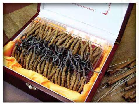 革吉冬虫夏草回收